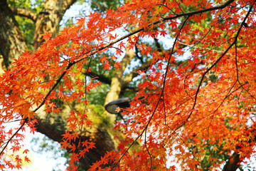靈隱紅楓
