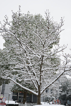 雪中樹木
