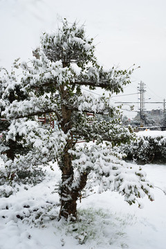 雪中盆景