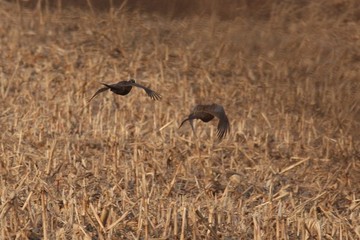 野雞雉雞錦雞七彩雞山雞