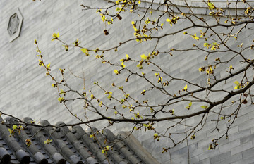 春芽