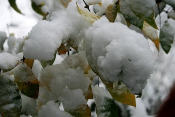 雪花