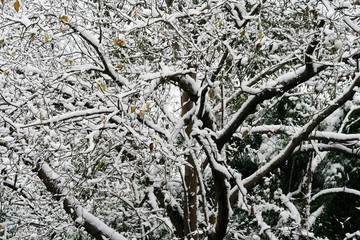 樹枝大雪