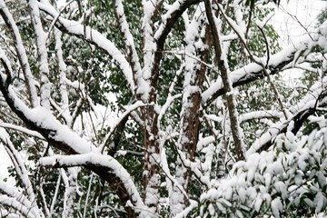 樹枝大雪