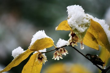梅花雪花