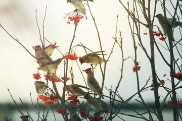太平鳥連雀十二黃沙棘果紅豆吉祥