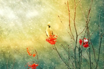 太平鳥連雀十二黃沙棘果紅豆吉祥