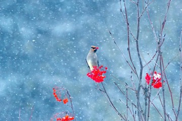 太平鳥連雀十二黃沙棘果紅豆吉祥