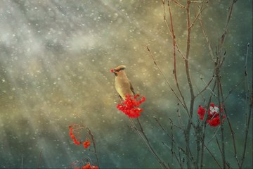 太平鳥連雀十二黃沙棘果紅豆吉祥