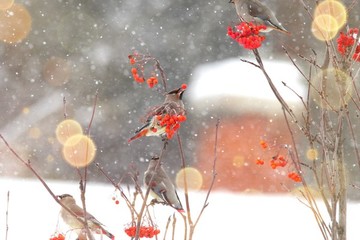 太平鳥連雀十二黃沙棘果紅豆吉祥