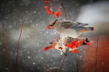 太平鳥連雀十二黃沙棘果紅豆吉祥