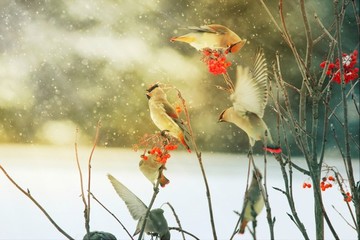 太平鳥連雀十二黃沙棘果紅豆吉祥