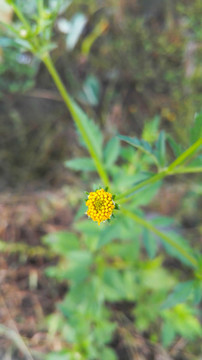 黃色的小花