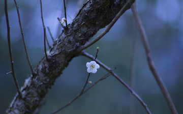 梅花