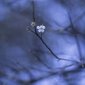 梅花