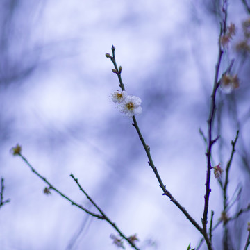 梅花