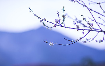 梅花