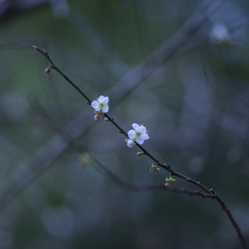 梅花