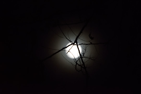 月亮樹枝