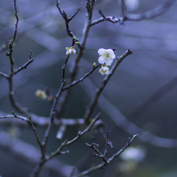 梅花