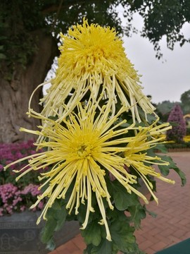 菊花特寫