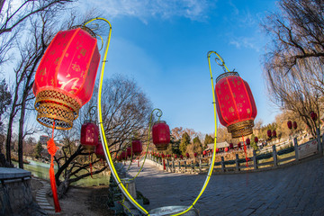 紅燈高掛迎新年