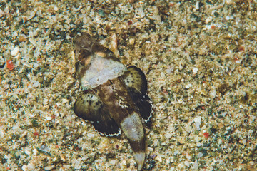 熱帶魚