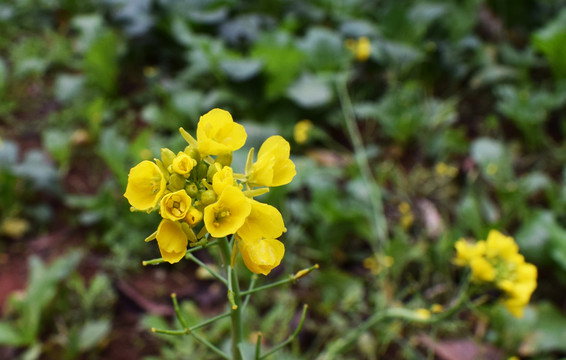 油菜花