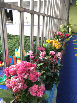 幼兒園陽臺的繡球花蝴蝶蘭