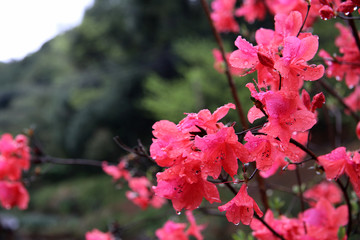 雨中杜鵑花