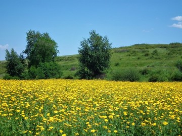 裕民花谷深處