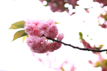 櫻花