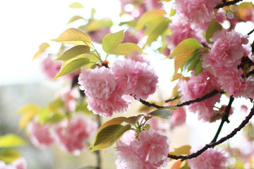 櫻花