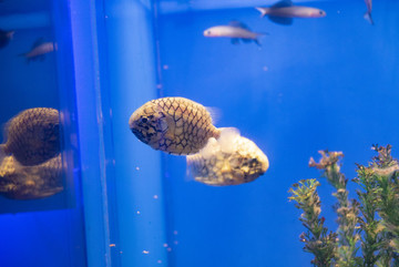 松球魚觀賞魚