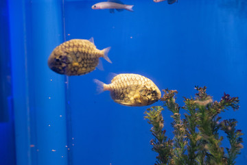 松球魚觀賞魚