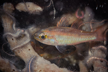 熱帶魚(yú)