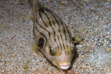 熱帶魚