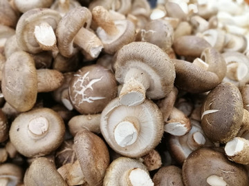 香菇