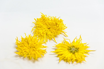 貢菊