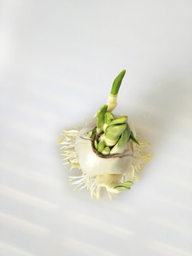 水仙小苗