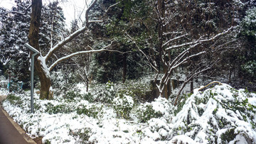 白雪皚皚