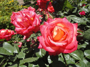 月季花