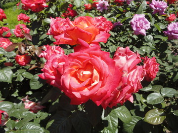 月季花