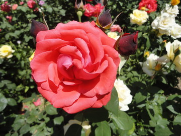 月季花