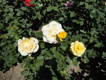 月季花