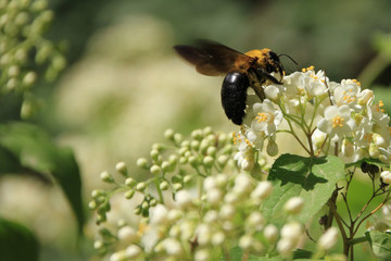 戀花