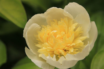 芍藥花