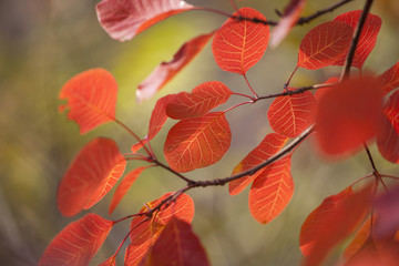秋天的紅葉