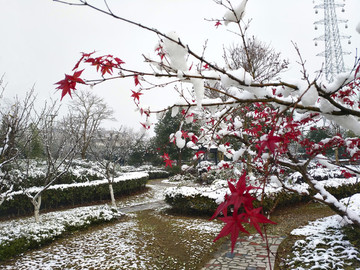 雪中公園紅楓