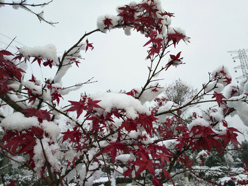 雪中紅楓